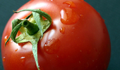 Span2.tomato-1325634
