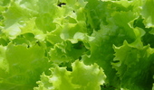 Span2.salad-1474752
